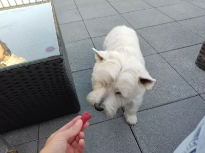 Meu cachorro pode comer framboesas?