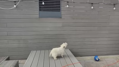 Why Is My Вестие Dog Barking At Nothing?