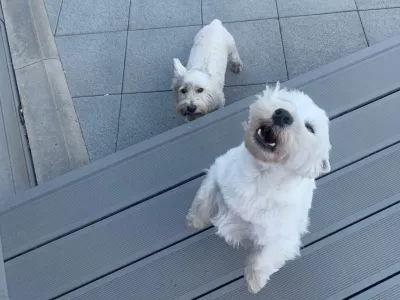 Are Male Or Female Westies Better? : Male and female westie playing together