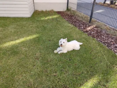 Maltipoo és Westie: Két kutyafajta összehasonlítása : Westie Dog játszik egy kertben