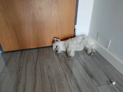 ¿Por qué Westie duerme al lado de la puerta?