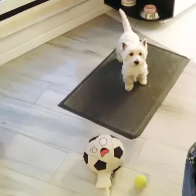 Top 5 Best Toys For Westies : Westie with various toys in front of her: plush dog football and fetch tennis ball